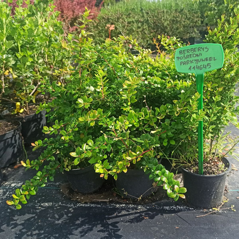 Berberys pośredni Parkjuweel (C2)