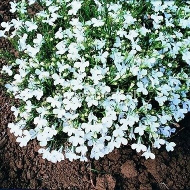 Lobelia Stroiczka White Lady 0,5g