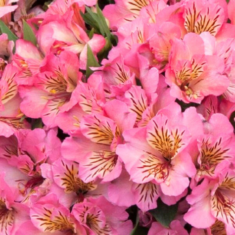 Alstremeria ogrodowa Sunshine (C2)