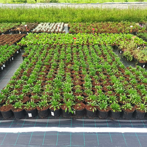 Aster Alpejski Happy End (C2)