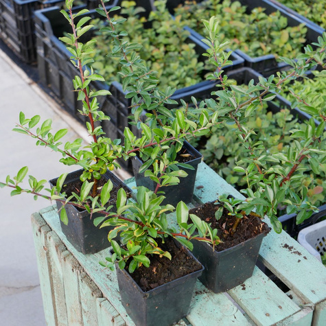 Ognik szkarłatny Firelight (P9)