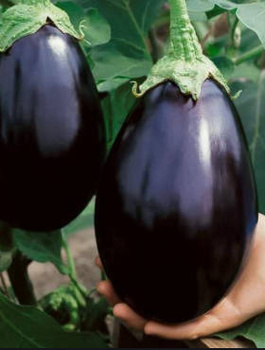 Oberżyna Bakłażan Black Beauty 1g