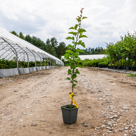 Głóg jednoszyjkowy leczniczy w pojemniku (C2)