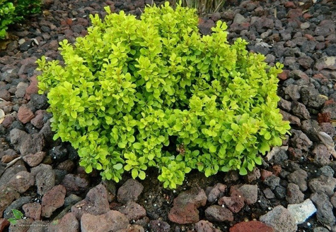 Berberys thunberga Tiny Gold doniczka C5