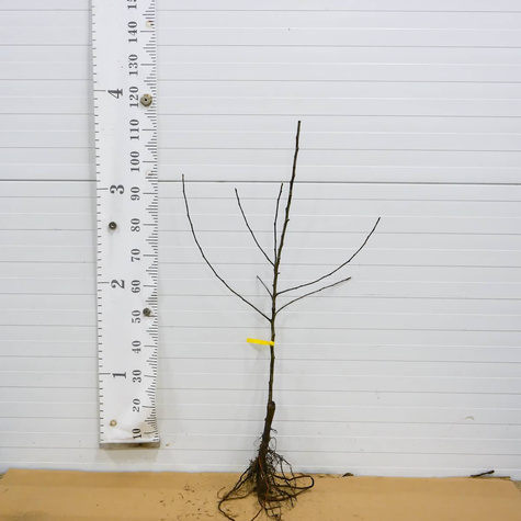 Jabłoń Winston Plant Pack