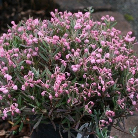 Modrzewnica pospolita 'Blue Ice' (C2)