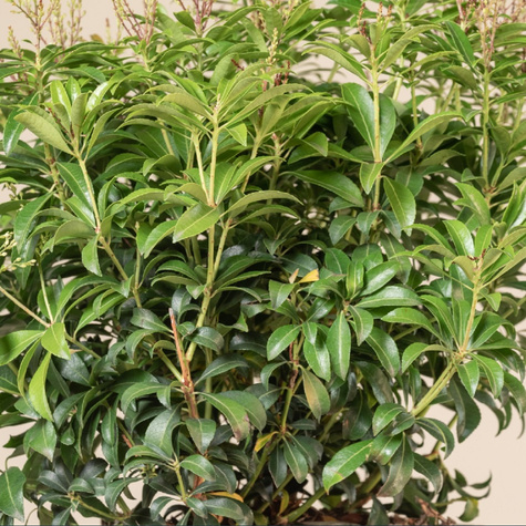 Pieris japoński Prelude (C2)