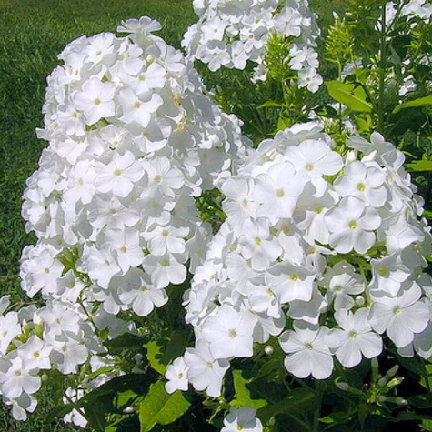 Płomyk wiechowaty Floks Fujiyama (C2)