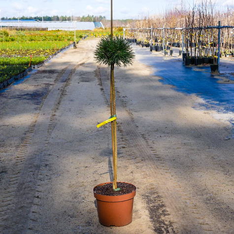 Sosna górska kosodrzewina Litomyśl szczepiona Pa 60cm