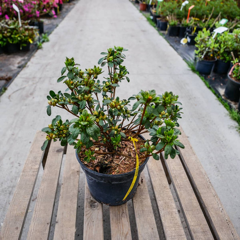 Azalia japońska Kermesina Rosé (C2)