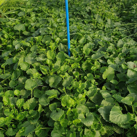 Dzwonek karpacki Perla White (C2)