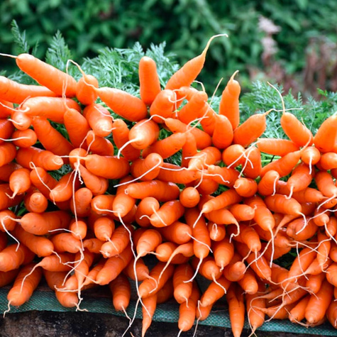 Nasiona otoczkowane Marchew jadalna Berlikumer 2 perfekcja Gof późna 350 ziaren