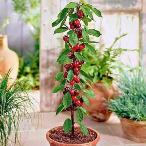 Czereśnia kolumnowa Pola Plant Pack