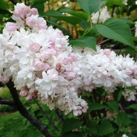 Lilak pospolity Bez Krasawitsa Moskvy (C20)