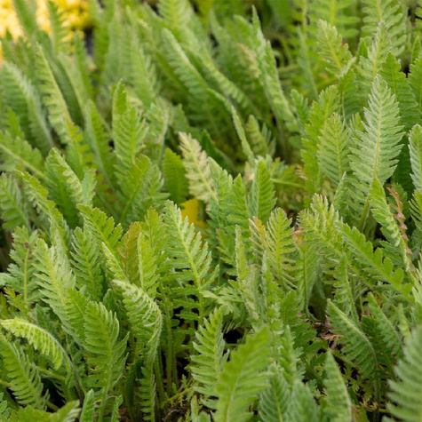 Krwawnik Wiązówkowaty Parker's Variety (C2)