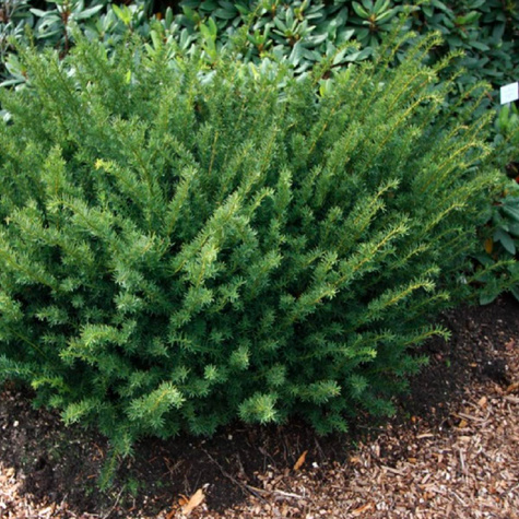 Cis pośredni Farmen