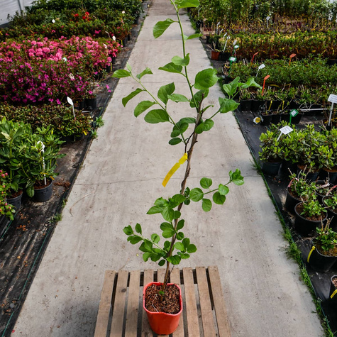 Dławisz okrągłolistny żeński Diana