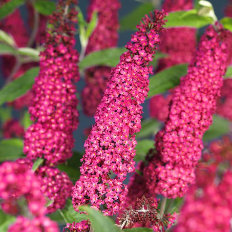 Budleja Dawida Royal Red fioletowo-czerwona (P9)