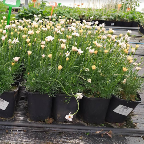 Stokrotka marokańska Zagora Orange (C2)