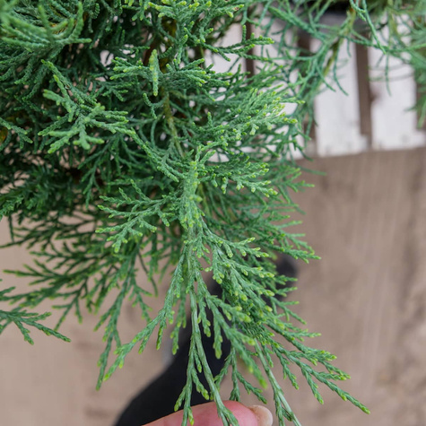 Jałowiec wirginijski Hetz srebrzysty iglak