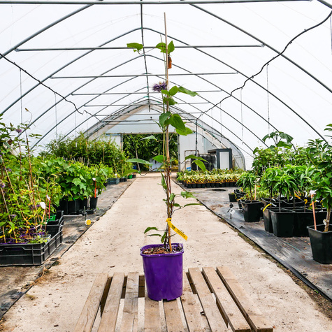 Powojnik Clematis wielkokwiatowy Multi Blue