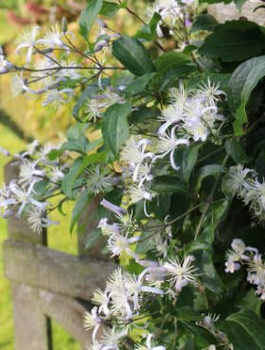 Powojnik Clematis okrywowy Praecox (C2)