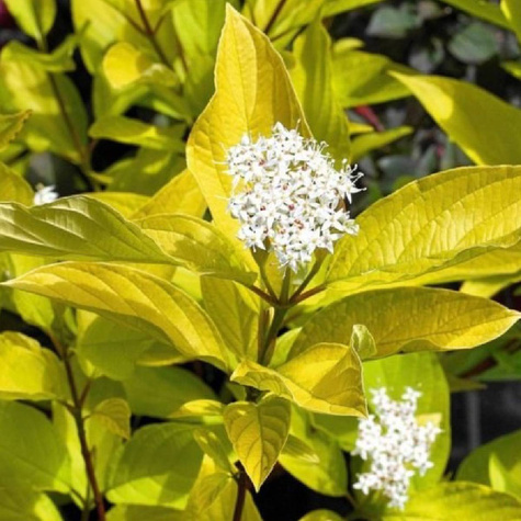 Dereń biały Aurea (C2)