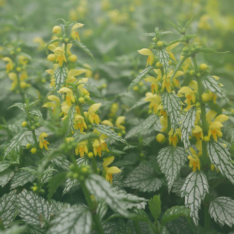 Gajowiec żółty Herman's Pride (C2)