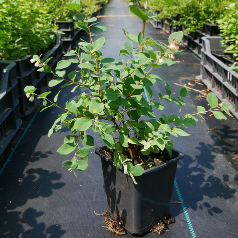 Śnieguliczka Mother of Pearl (P9)