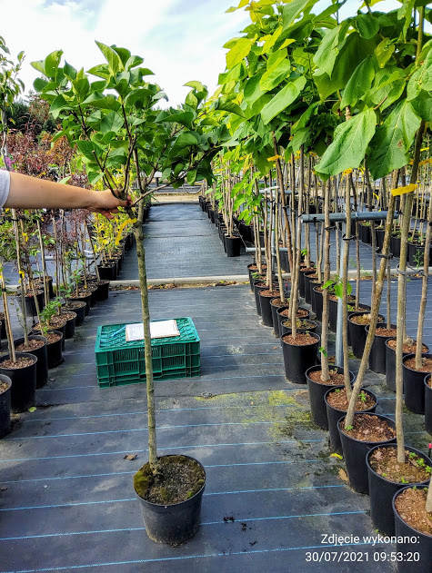 Lilak pospolity Bez Andenken an Ludwig Spath Najsilniej pachnący (C2)