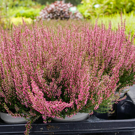 Wrzos pospolity różowy pączkowy