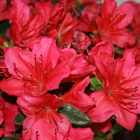 Azalia japońska Hot Shot Variegata