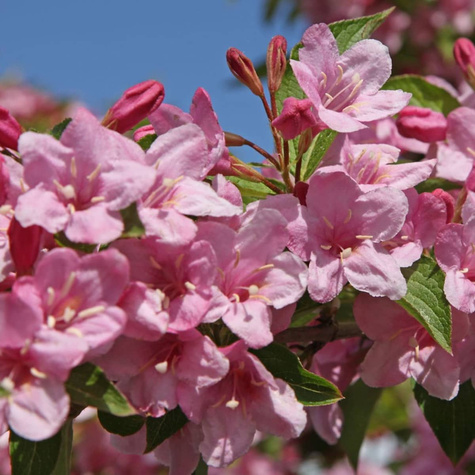 Krzewuszka cudowna Styriaca (P9)