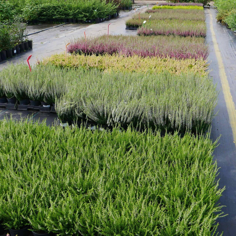 Wrzos pospolity Allegro różowy pączkowy