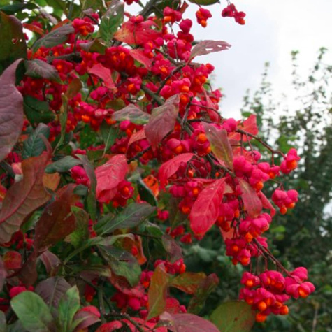 Trzmielina pospolita Red Cascade (C2)