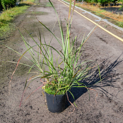 Miskant chiński Rotsilber (C2)