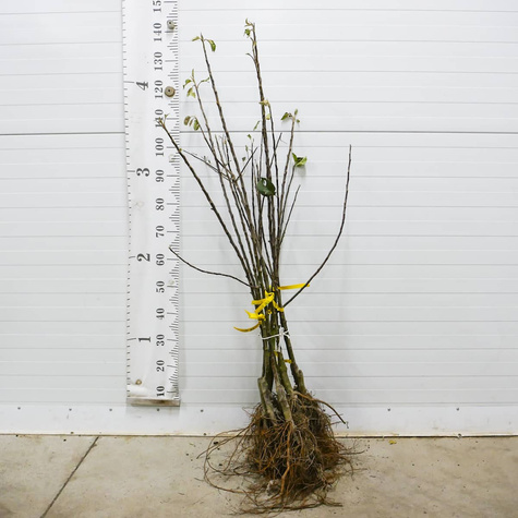 Jabłoń Golden Reinders Delicious Plant Pack