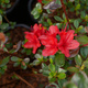 Azalia czerwona Romantyczna (C2)