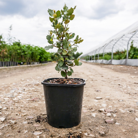 Dąb ostrolistny (C2)