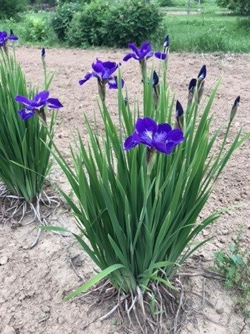 Irys syberyjski Kosaciec See Stars