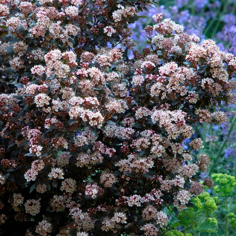 Pęcherznica kalinolistna Little Joker (C1.7)