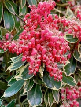 Pieris japoński Ralto (C2)