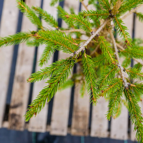 Świerk czerwony (P9)