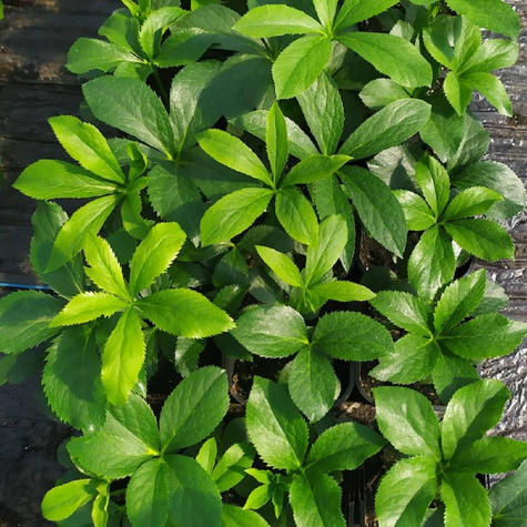 Ciemiernik wschodni Double Ellen Red (C2)