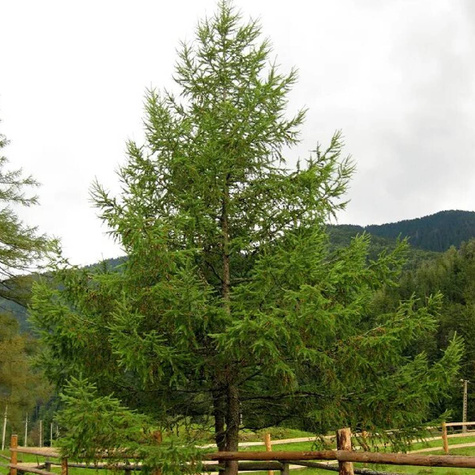 Modrzew japoński Larix kaempferi