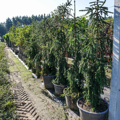 Świerk pospolity Rothenhaus