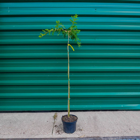 Karagana syberyjska Pendula szczepiona na pniu