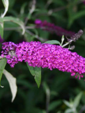 Budleja Dawida African Queen (P9)