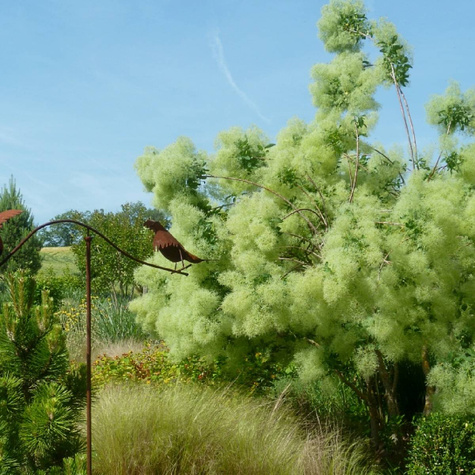 Perukowiec podolski Kanari (C2)