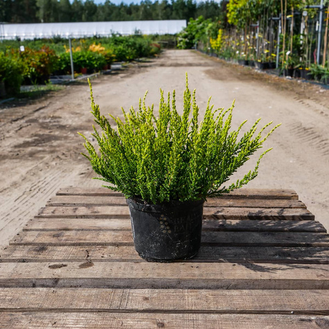 6 x Wrzos pospolity biały kwiat żółte liście sadzonki